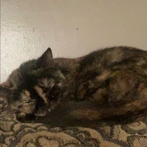 Meet your Posher, Corinne